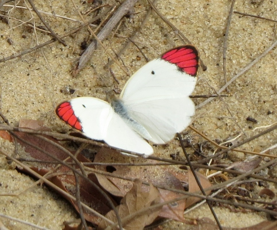 Colotis guenei