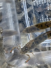 Macrobrachium asperulum