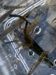 Macrobrachium asperulum