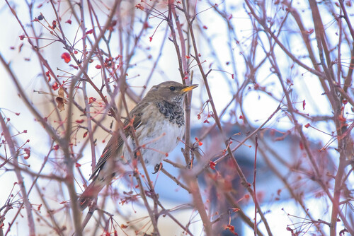 Black-throated Thrush (Turdus atrogularis), photo 3