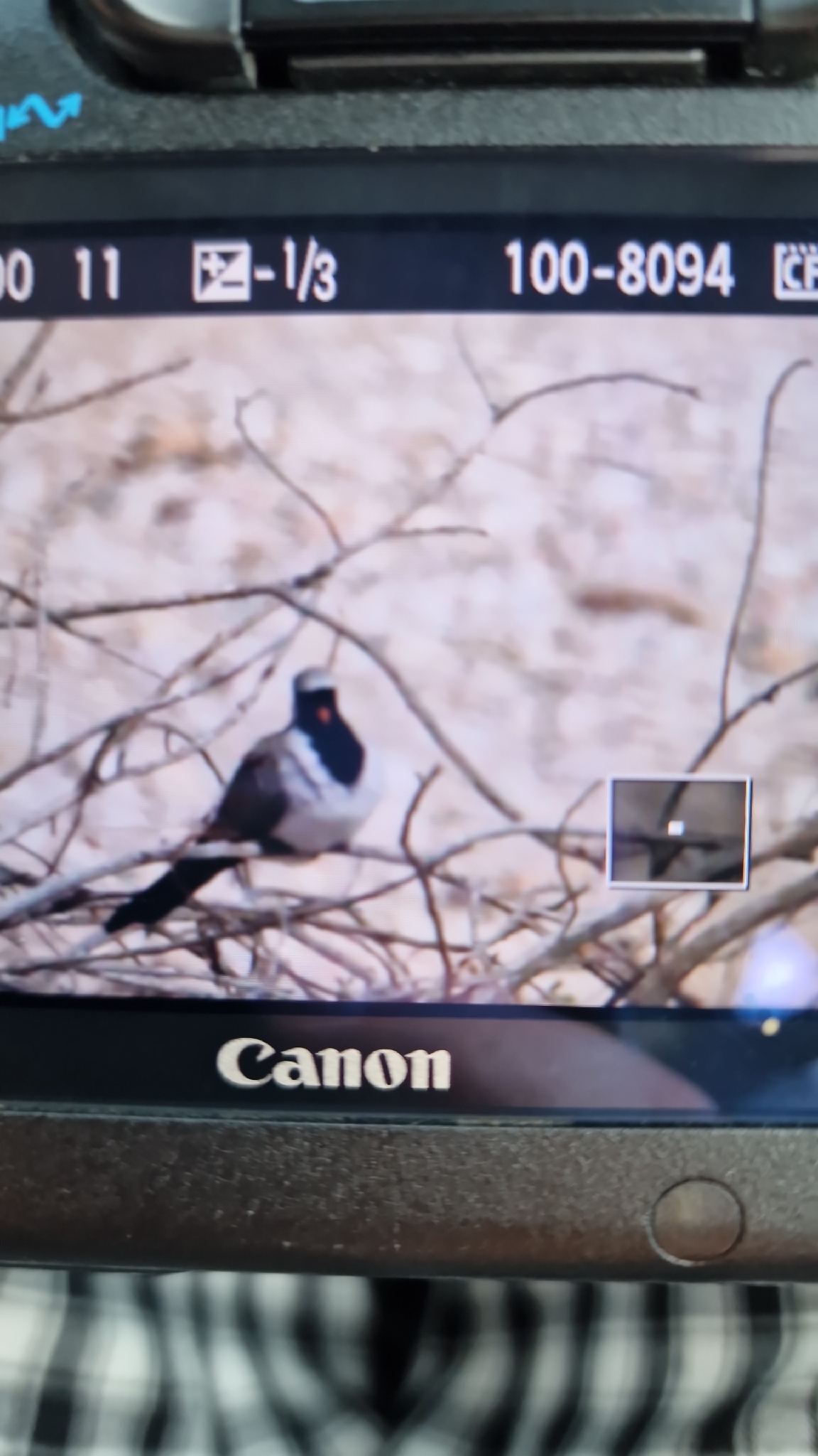 Namaqua Dove (Oena capensis), photo 1