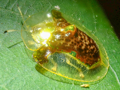 Aspidimorpha dorsata