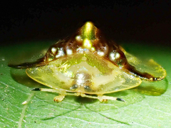 Aspidimorpha dorsata