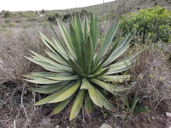 Agave garciae-mendozae
