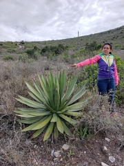 Agave garciae-mendozae