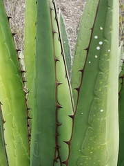 Agave garciae-mendozae