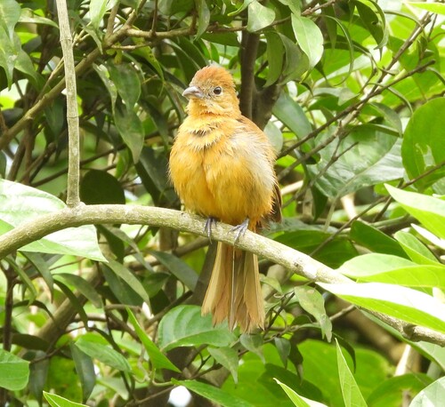 Flame-crested Tanager (Loriotus cristatus), photo 5
