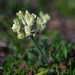 Oxytropis campestris - Photo (c) Andy Fyon, algunos derechos reservados (CC BY-NC), subido por Andy Fyon