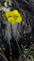 Physaria calderi