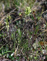 Castilleja hyperborea