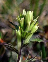 Castilleja hyperborea