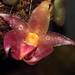 Bulbophyllum translucidum - Photo (c) Raabbustamante,  זכויות יוצרים חלקיות (CC BY-SA)