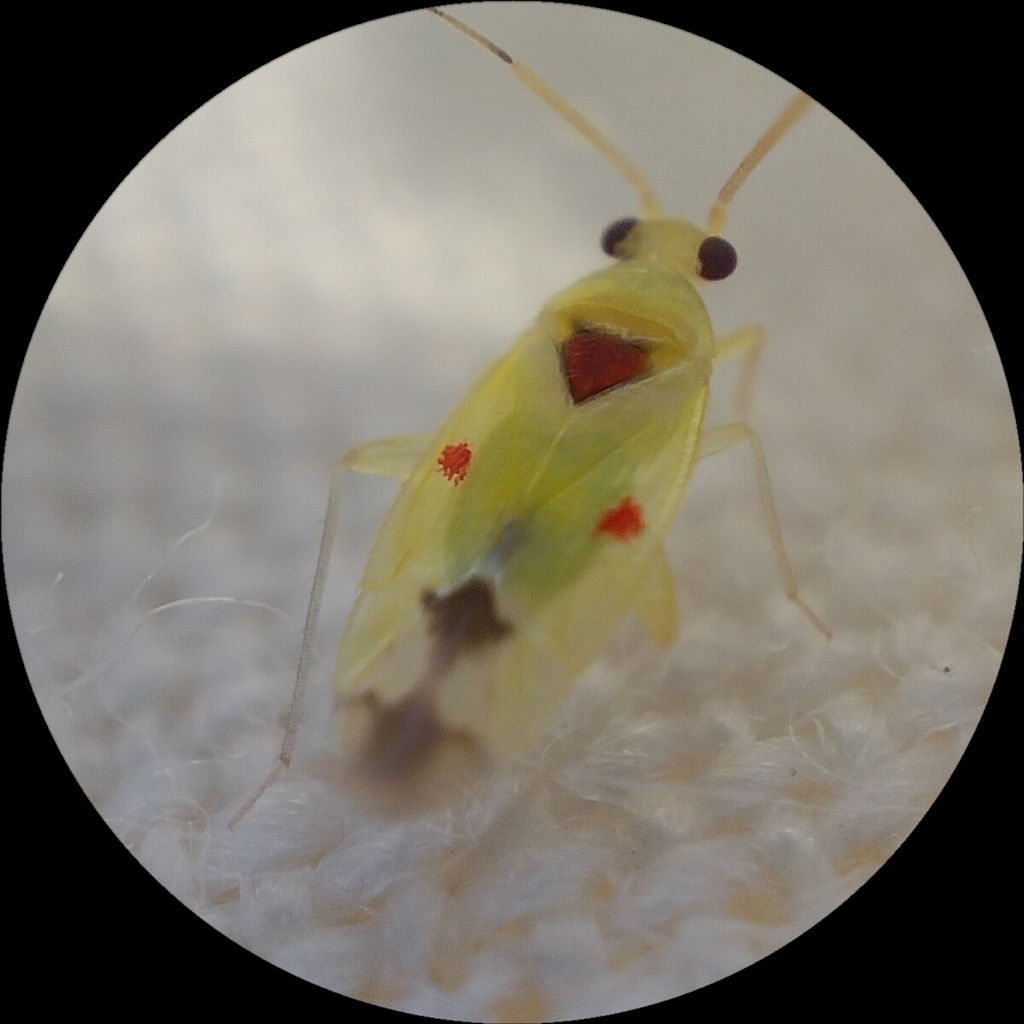 Platyscytus blantoni