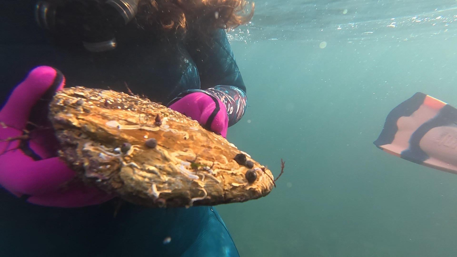 Candelabrum cocksii (Cocks, 1854)