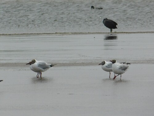 Brown-hooded Gull (Chroicocephalus maculipennis), photo 4