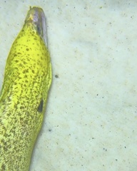 Gymnothorax formosus