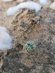 Eriospermum titanopsoides