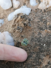 Eriospermum titanopsoides