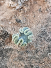 Eriospermum titanopsoides