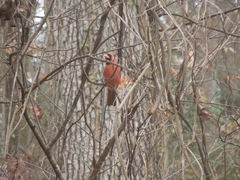 Cardinalis cardinalis