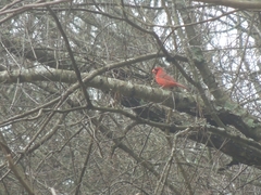 Cardinalis cardinalis