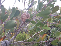 Hakea pandanicarpa
