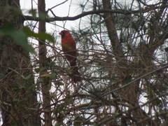 Cardinalis cardinalis