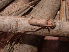 Eburia
