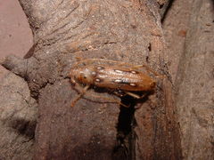 Eburia