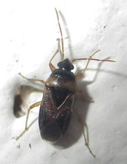Stilbocoris