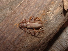 Eburia