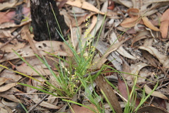Lomandra laxa