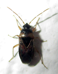 Stilbocoris
