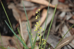 Lomandra laxa