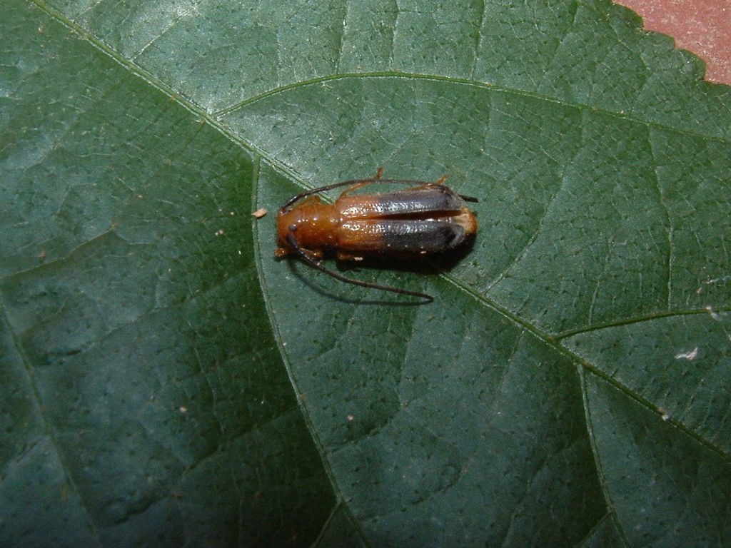 Phaea giesberti
