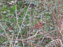 Cardinalis cardinalis