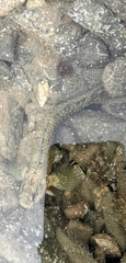 Istiblennius edentulus