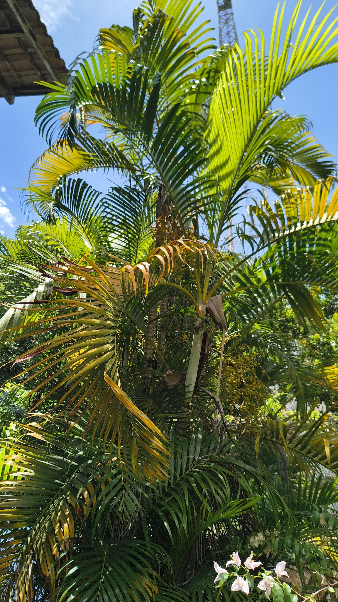 Imagem de palmeira-areca