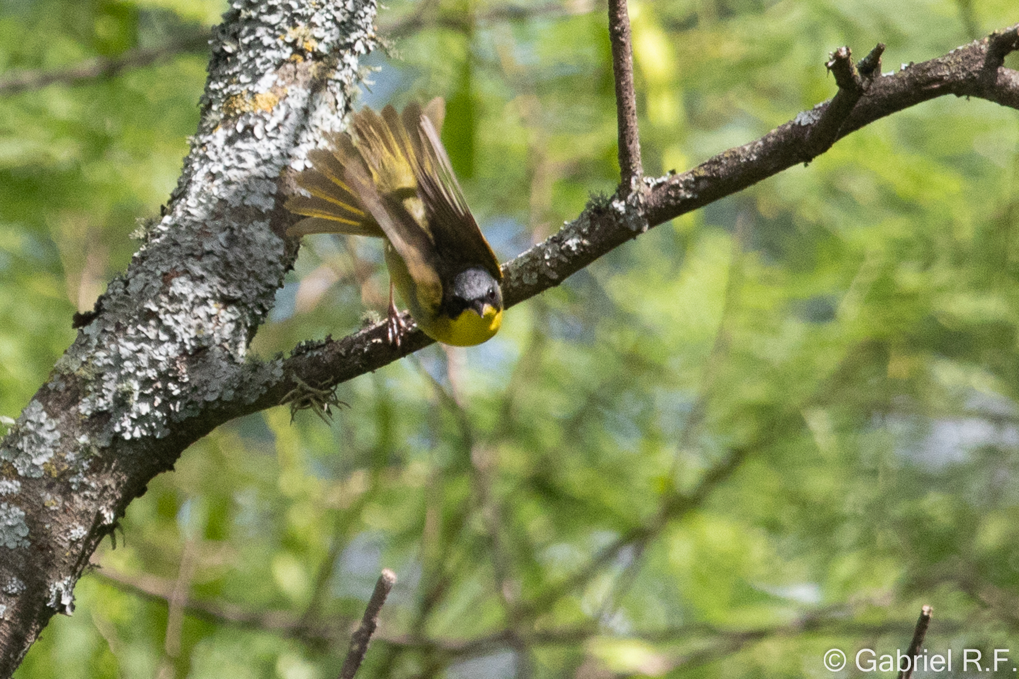 Southern Yellowthroat (Geothlypis velata), photo 5