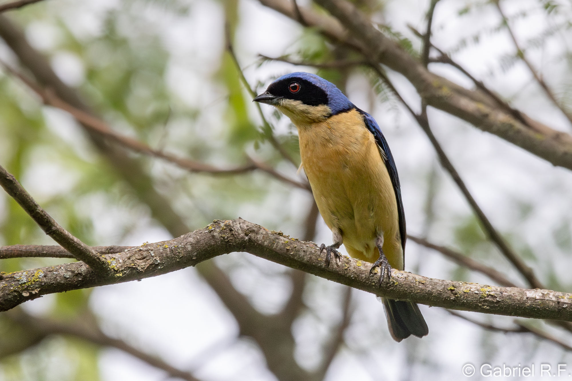Fawn-breasted Tanager (Pipraeidea melanonota), photo 5
