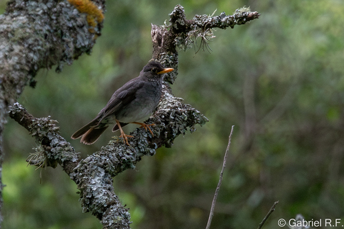 Andean Slaty Thrush (Turdus nigriceps), photo 2