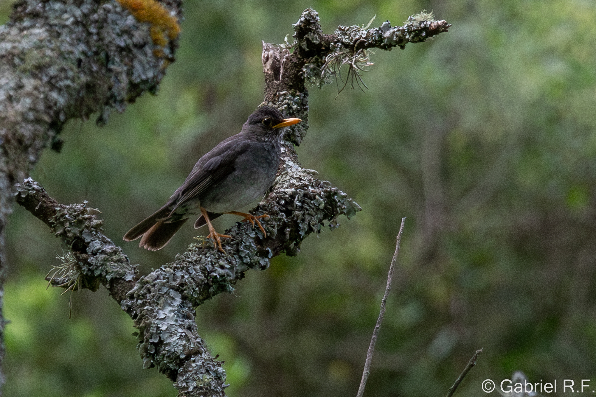 Andean Slaty Thrush (Turdus nigriceps), photo 2
