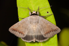 Pantydia capistrata