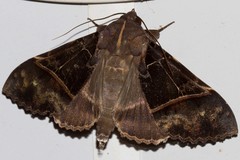 Serrodes