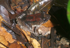 Leptodactylus wagneri