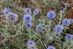 Echinops armatus