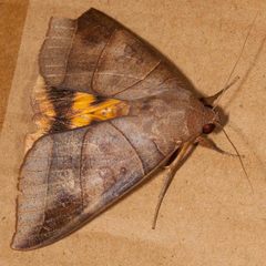Thyas coronata