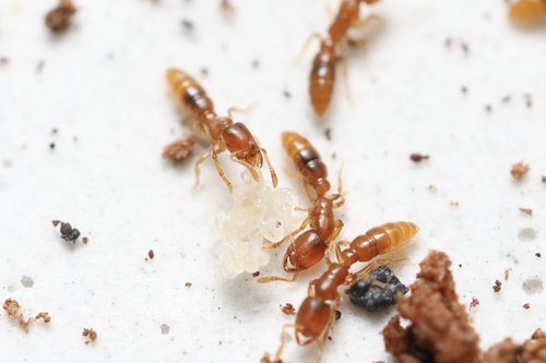 Prionopelta punctulataPrionopelta punctulata
