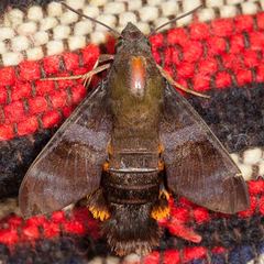 Macroglossum corythus fuscicauda