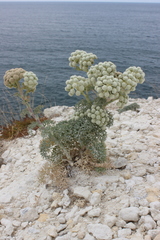 Seseli gummiferum